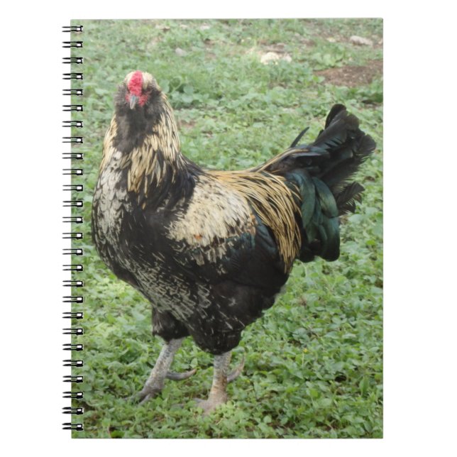 Black & Gold Ameraucana-Rooster Notizblock (Vorderseite)