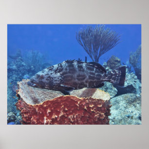 Black Grouper am Riff Poster