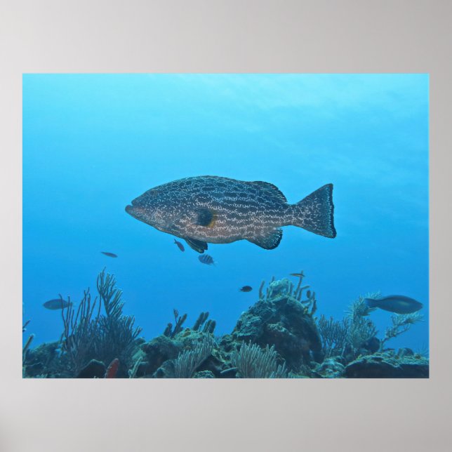 Black Grouper in Roatan Poster (Vorne)