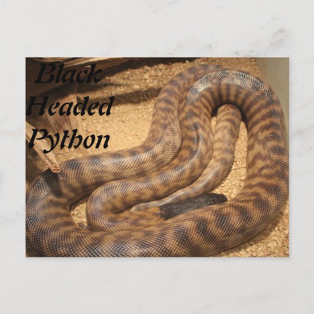 Black Headed Python Postkarte (Vorderseite)