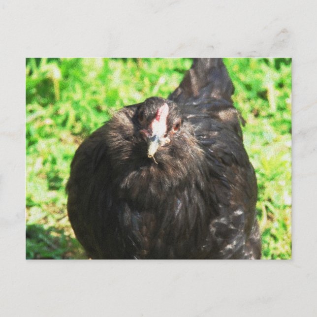 Black Hen Postkarte (Vorderseite)