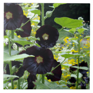 Black Hollyhocks Fliese