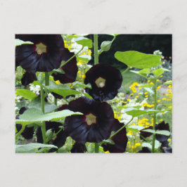 Black Hollyhocks Postkarte