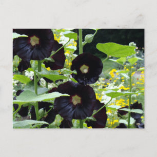 Black Hollyhocks Postkarte