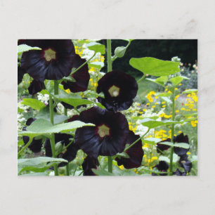 Black Hollyhocks Postkarte