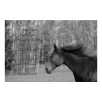 Black Horse & Horse Lover Gedicht w Equine B&W Fot
