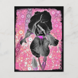 Black Iris Postcard Postkarte
