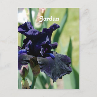 Black Iris Postkarte