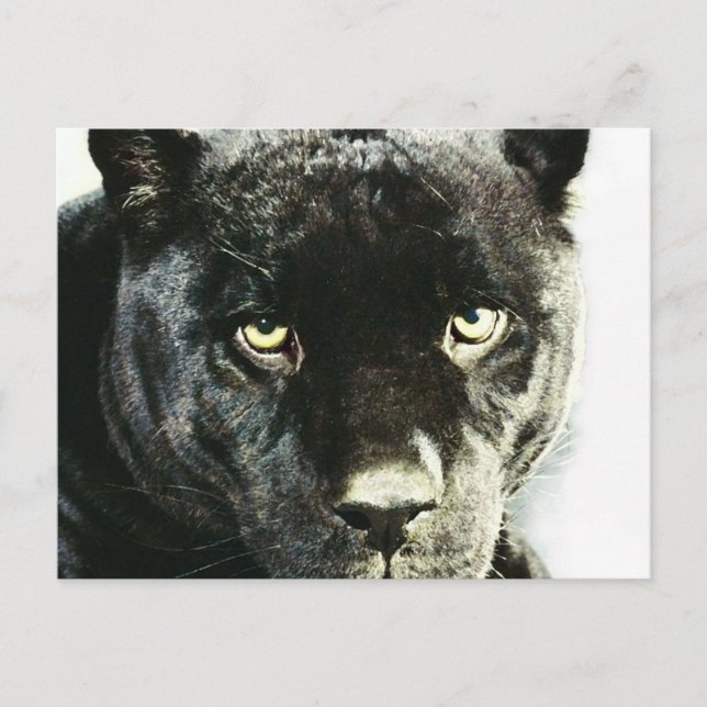 Black Jaguar Panther Eyes Postcard Postkarte (Vorderseite)