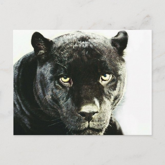 Black Jaguar Panther Postkarte (Vorderseite)