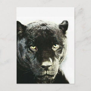 Black Jaguar Panther Postkarte