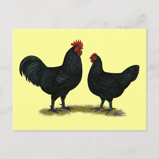 Black Java Chickens Postkarte (Vorderseite)