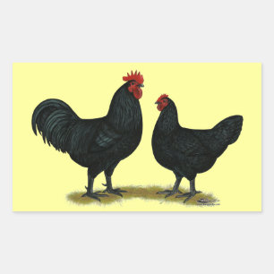 Black Java Chickens Rechteckiger Aufkleber