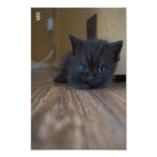 Black Kitten Fotodruck