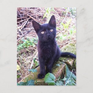 Black Kitten Postkarte