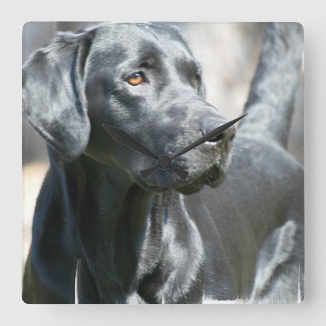 Black Lab Clock Quadratische Wanduhr (Vorderseite)