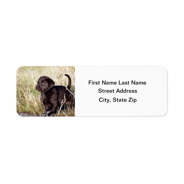 Black Lab Puppy (Vorne)