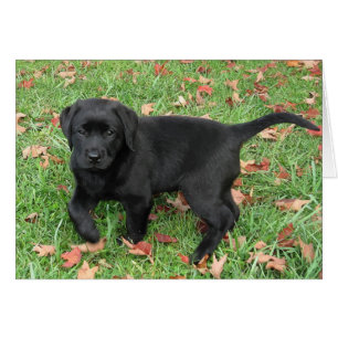 Black Lab Puppy