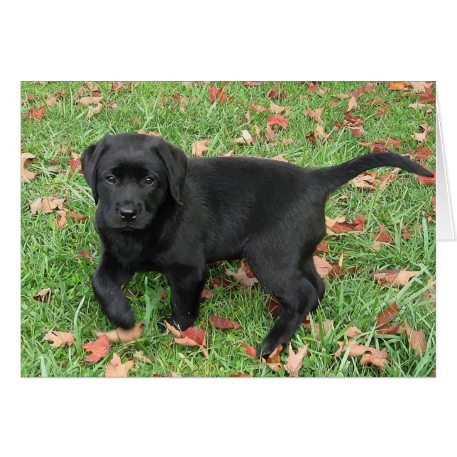 Black Lab Puppy (Vorderseite (Horizontal))