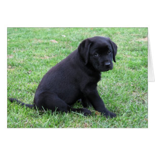 Black Lab Puppy
