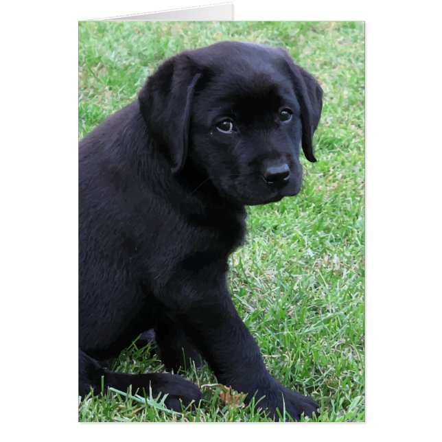 Black Lab Puppy (Vorne)