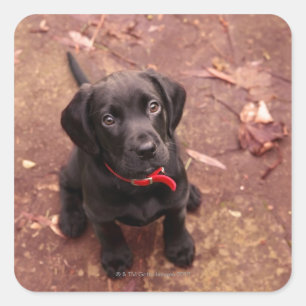 Black Lab Puppy Quadratischer Aufkleber