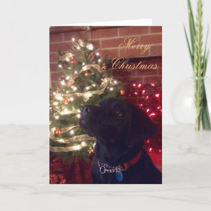 Black Lab Weihnachtskarte Feiertagskarte