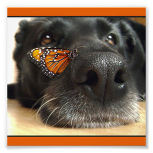 BLack-Labor-Hund mit Schmetterling Fotodruck