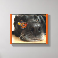 BLack-Labor-Hund mit Schmetterling