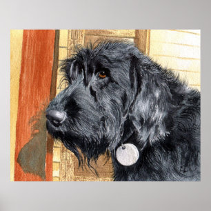 Black Labradoodle #1 Print Poster
