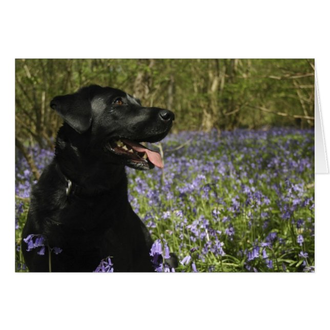 Black Labrador (Vorderseite (Horizontal))