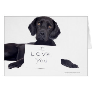 Black Labrador 13 Monate