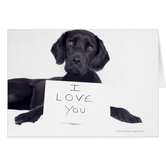 Black Labrador 13 Monate (Vorderseite (Horizontal))