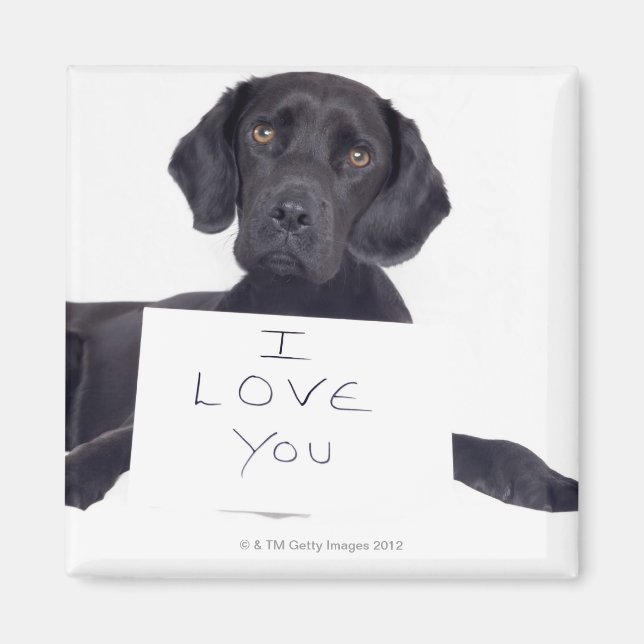 Black Labrador 13 Monate Magnet (Vorne)