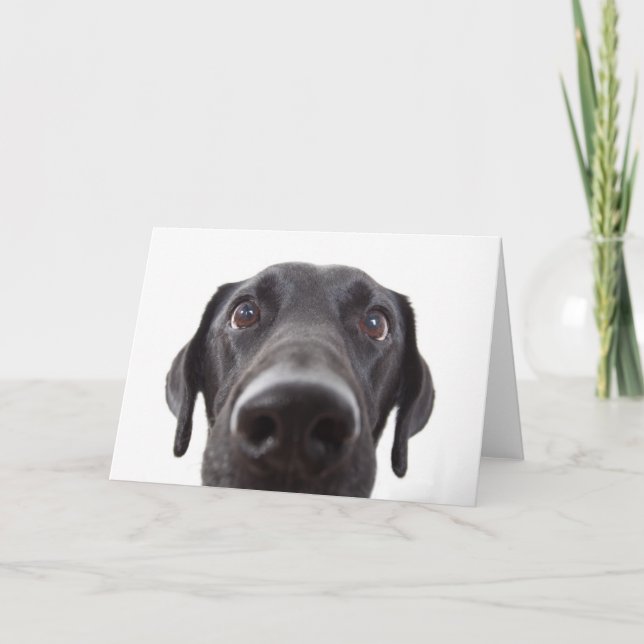 Black Labrador Closeup Portrait Karte (Vorderseite)