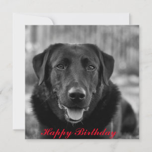 Black Labrador Foto Pet Dog Karte