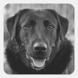 Black Labrador Foto Pet Dog Quadratischer Aufkleber