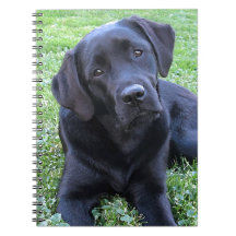 Black Labrador Hund Lover Puppy