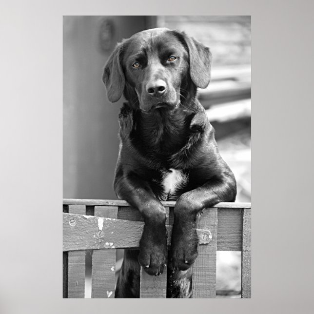 Black Labrador Hund Poster Print (Vorne)