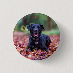 Black Labrador In Fall Leaves Button