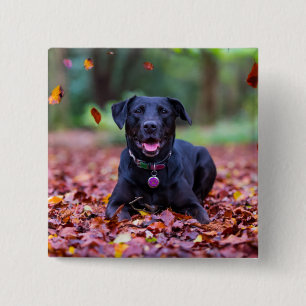 Black Labrador In Fall Leaves Button