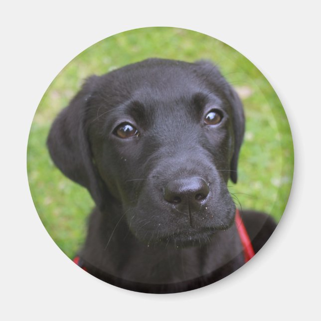 Black Labrador Magnet (Vorne)