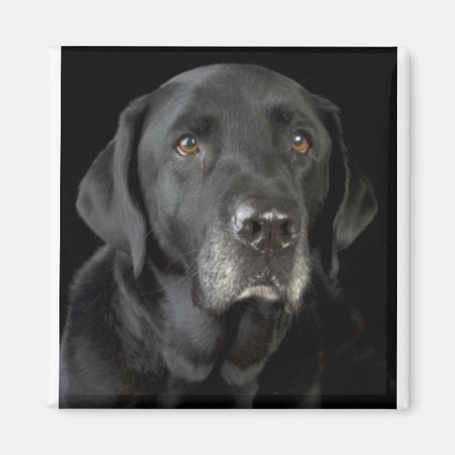 Black Labrador Magnet (Vorne)