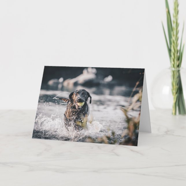 Black Labrador Plays Fetch In Water Karte (Vorderseite)