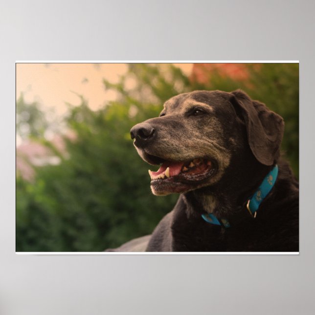 Black Labrador Poster (Vorne)