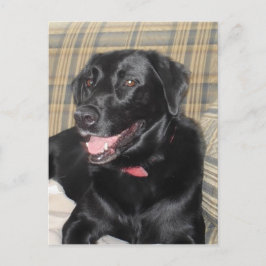 Black Labrador Postkarte