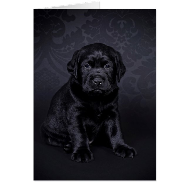 Black Labrador Puppy (Vorne)