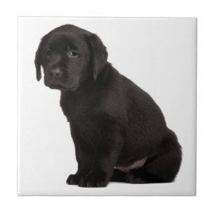 Black Labrador Puppy Fliese