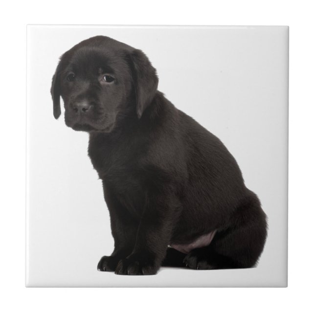 Black Labrador Puppy Fliese (Vorderseite)