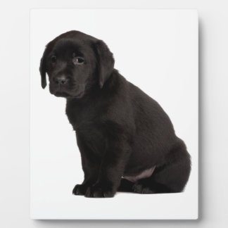 Black Labrador Puppy Fotoplatte